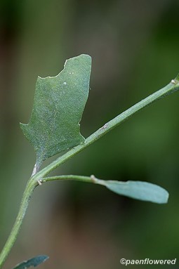 Lower leaf